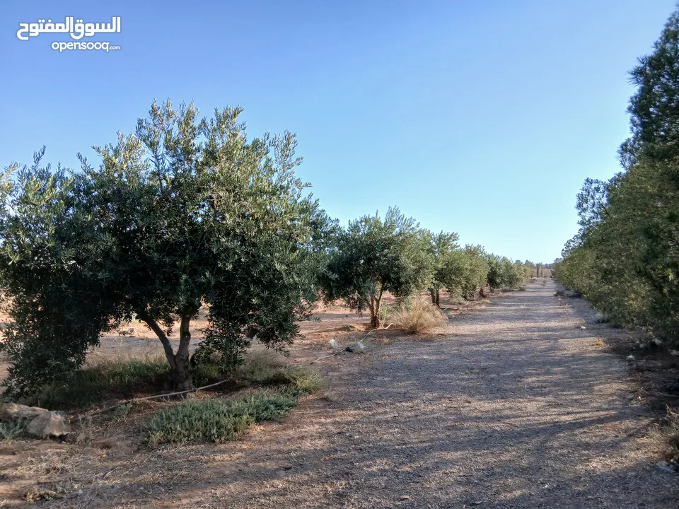 مزرعة للبيع ريف دمشق