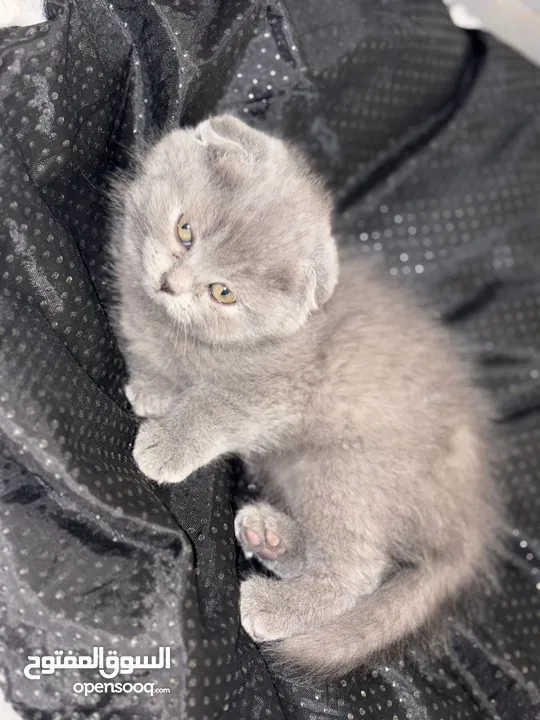 قطط سكوتش فولد و بريتش للبيع   Scottish Fold & British Shorthair