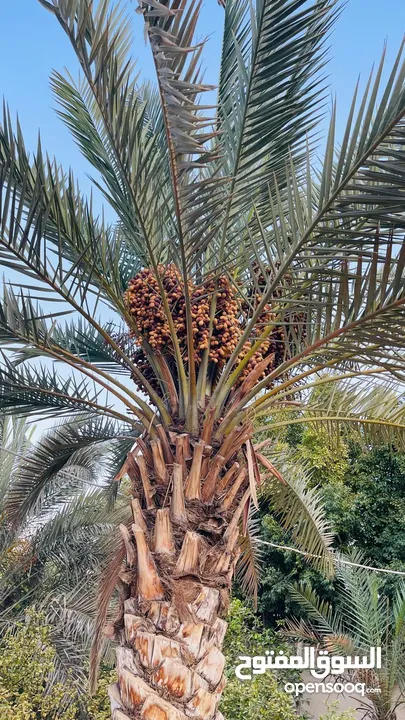 للبيع ... مع قابلية للتفاوض للجادين .... مزرعة و فيلا مفروشة مع مسبح خاص في منطقة الجوفة في الغور