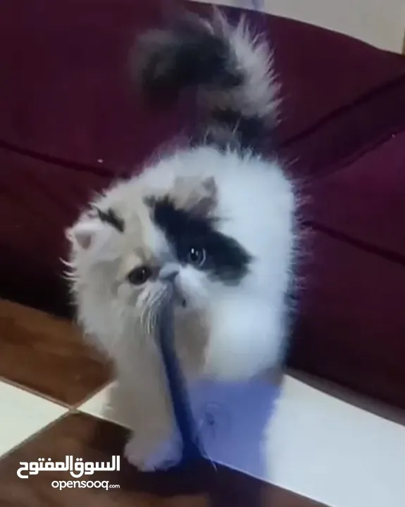 بنوته هارليكان بلاك + وايت بنوته ڤان بلو  بنوته كاليكو ڤان  بنوته كاليكو دايلوت  ولد كريم وايت