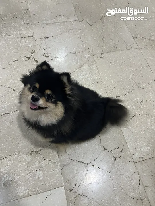 Pomeranian Female