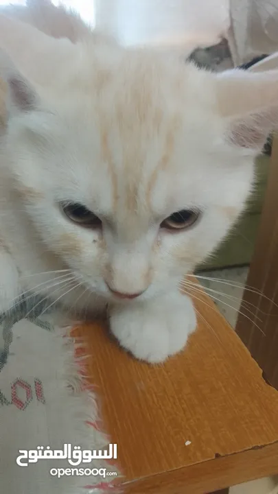 بسھ لونھا اشقر من بسھ شيرازي