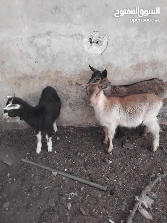 ماعز البينو للبيع