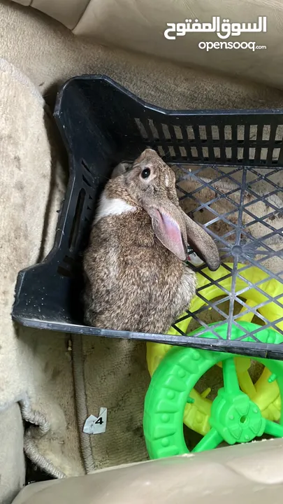 أرانب للبيع عمر 5شهور تقريباً