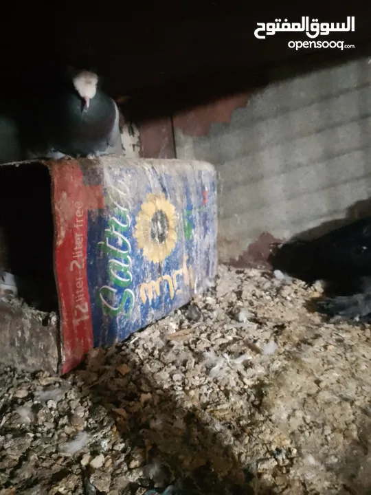 متاح جواز و حبات فلت موجودات طبربور سعرهن كويس