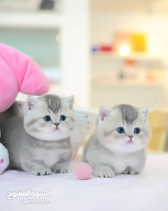 British shorthair cats