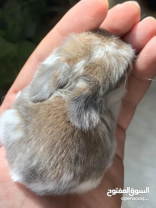 أرنب انقلش انقورا والقزم وهولاند لوب و هوتوت - English Angora ,Dwarf,Holland lop & Hotot