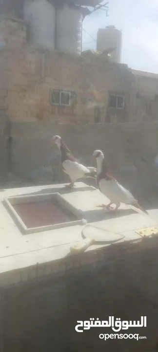 جوز معاكيف اسكندرانيات حمر