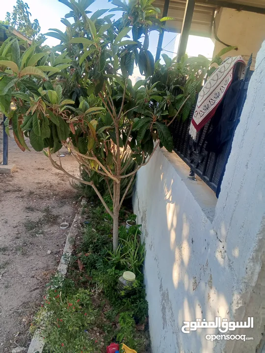 بيت مستقل تقريبا مزرعه مشيكه كامله مزروعع عنب وحمضيات مساحه البناء 160م وغرفه خارجيه 40م الواقع احلا