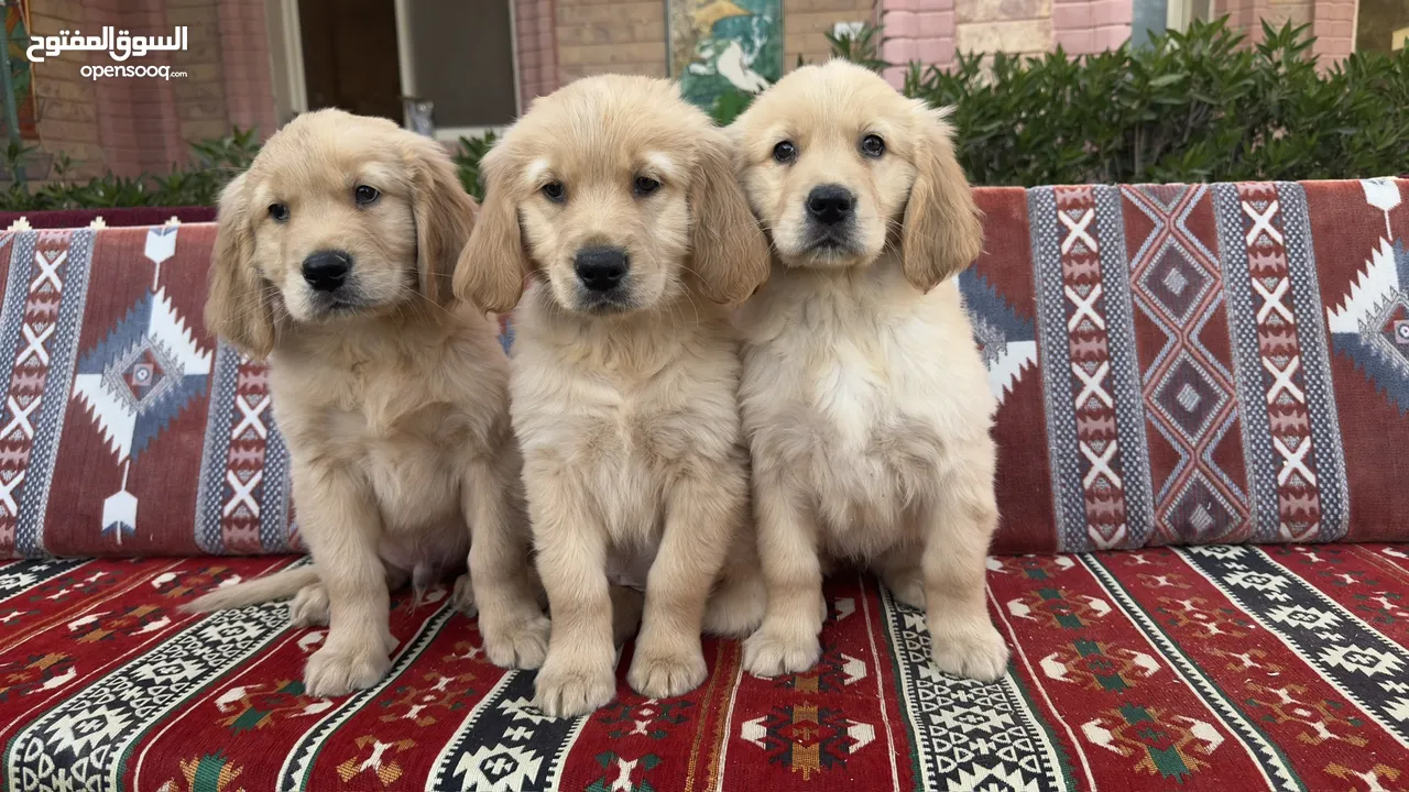 للبيع جراوى جولدن ريتريڤر بيور - for Sale puppies Golden retriever