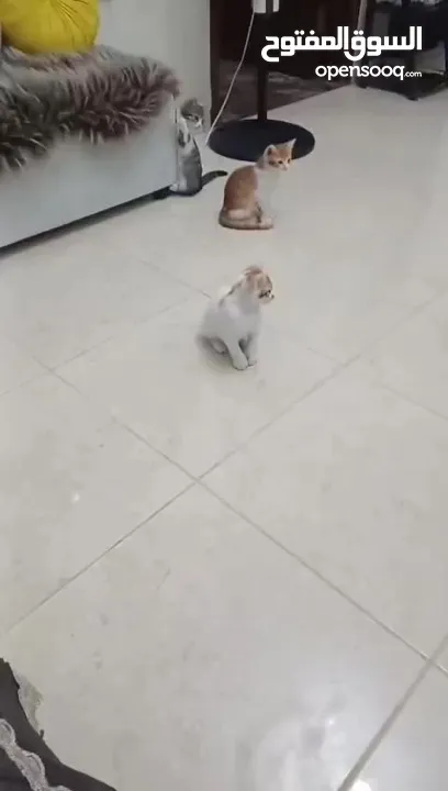 2 قطط ذكور للتبني