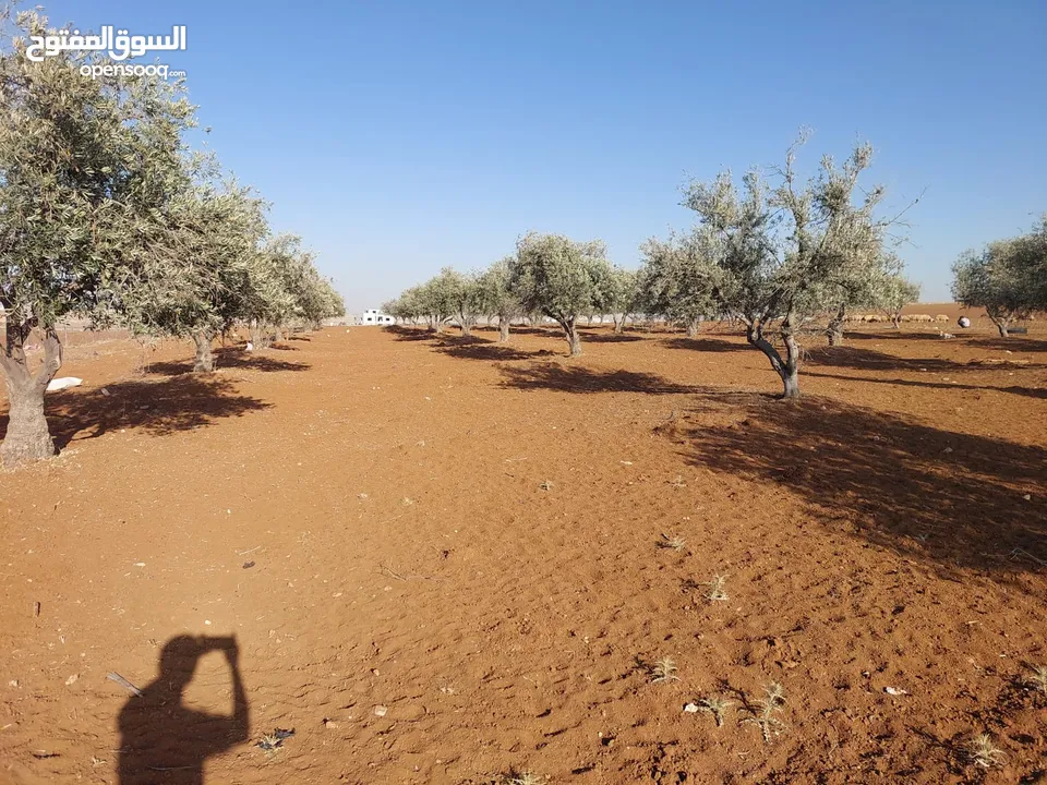 مادبا ماعين ارض زراعية مميزة عليها مزرعة زيتون جاهزة واصل جميع الخدمات مساحتها 4500 م