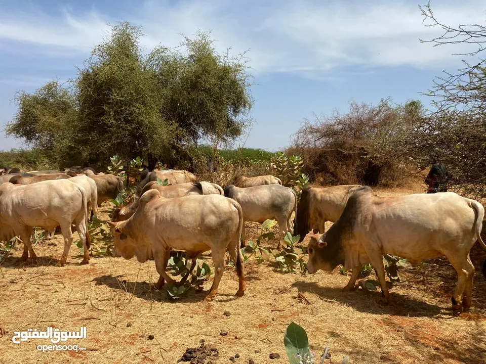 Top Live Somali cows