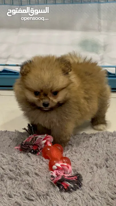 Pomeranian puppy (female - 3 months old) 850 Dinars.