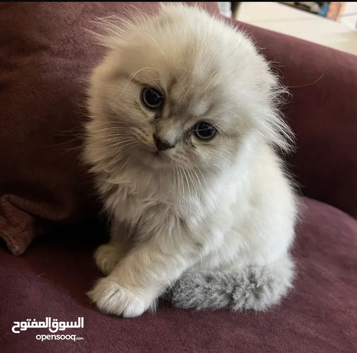 سكوتش فولد و مكس سكوتش فولد x هملايا
