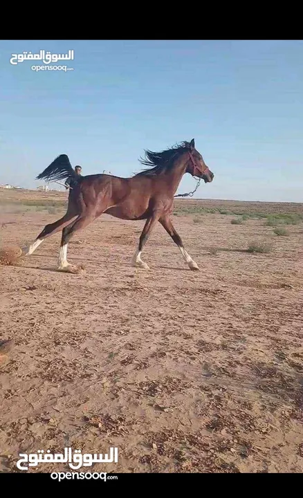 مهر عربي دم سورية نخب اول دم صافيه