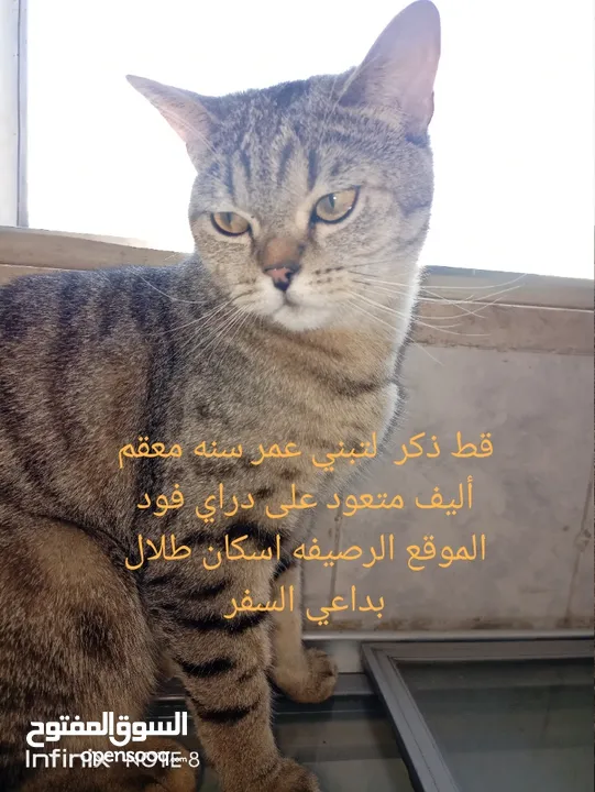 قط للتبني يحب الأطفال لعوب ولطيف