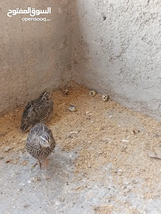 فربات للبيع ....