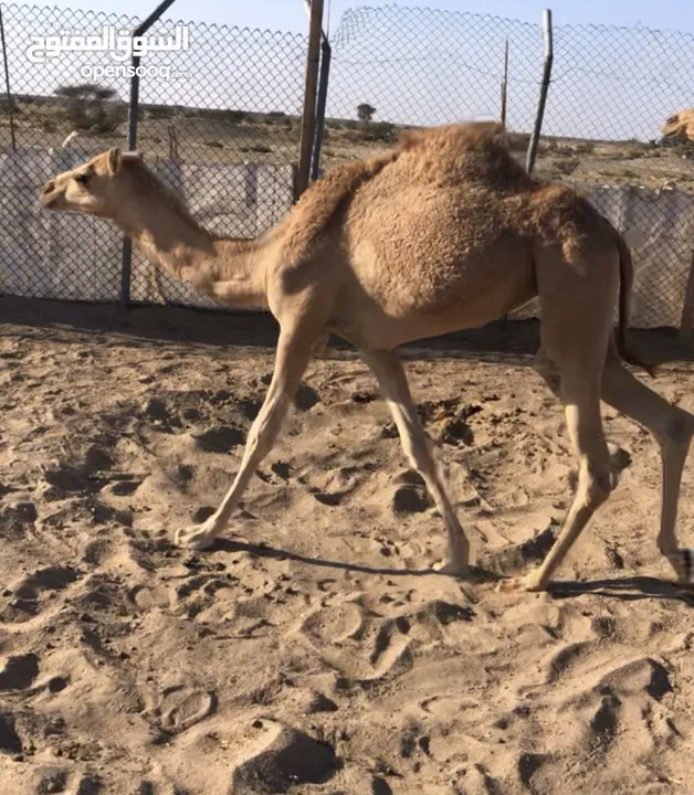 جعدان ثنينه واحد فطيم مامركوض ابدا + والثاني معابل شي بسيط + بكرات ثنتين + ناقه الحين معزول ولدها