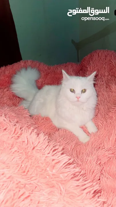 Persian cat