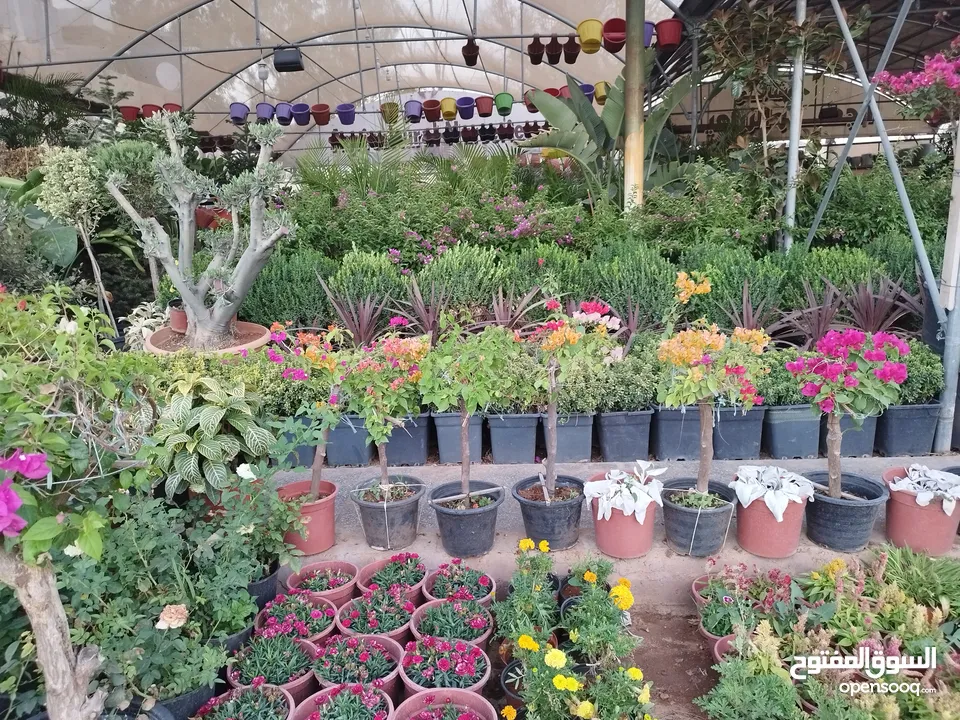 جميع أنواع الأشجار ( أشجار زينة - أشجار مثمرة )