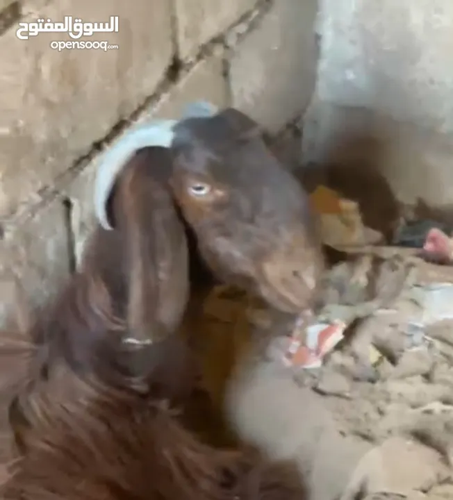 صلي على النبي  ماشاء الله شغل حليب  4 معزا 3 ثنايا 1رباعيه السعر 600