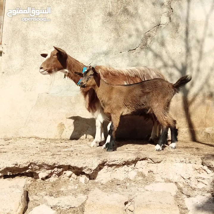 عنزتين وتيس البينو اصلي للبيع