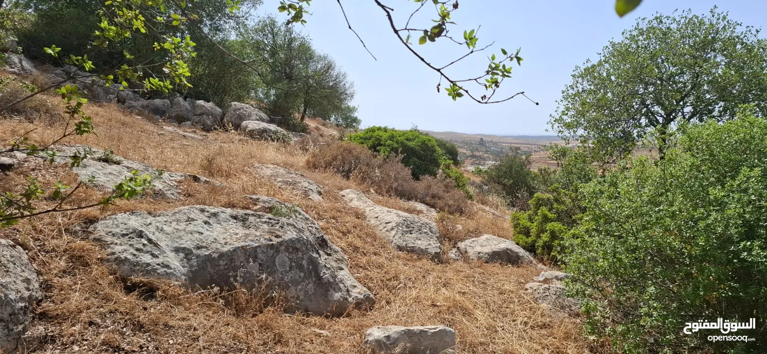 أرض طابو مطلة ومشجرة بسعر مغري
