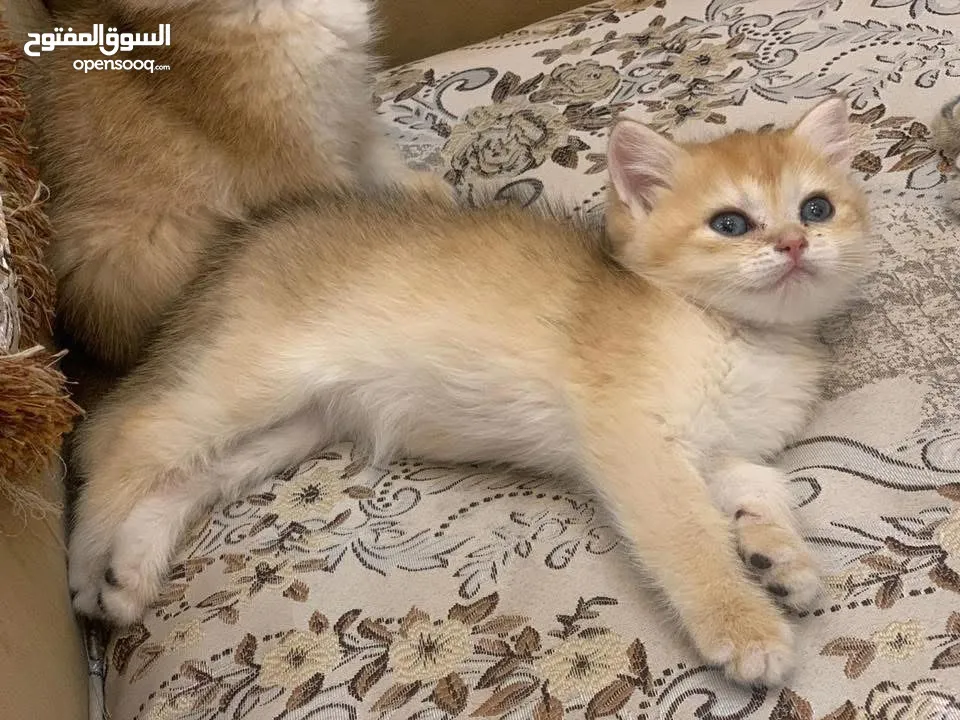 سكوتش ستريت جاهزين لبيتهم الجديد ny11
