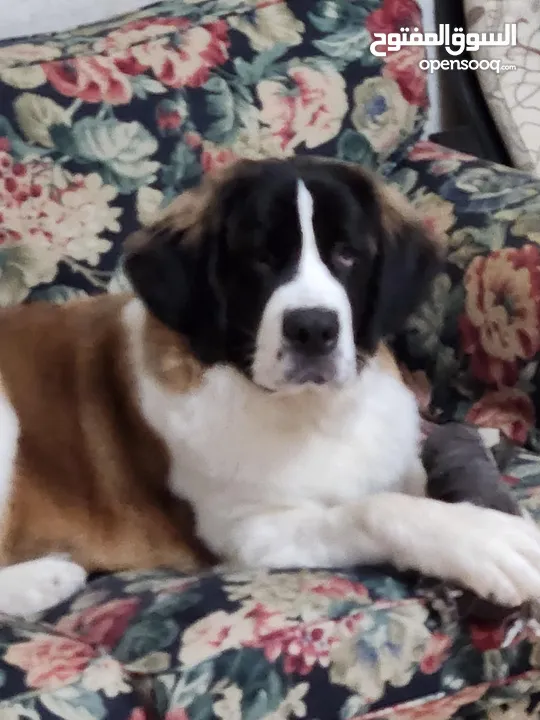 St Bernard one year old less than 2 yrs old