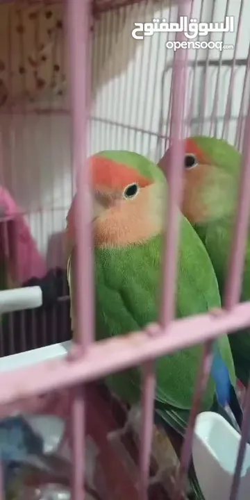 كوم روز للبيع او البدل