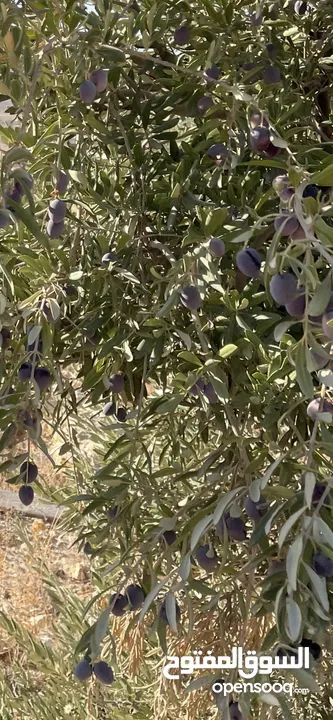 للبيع مزرعة في قرية الرميمين