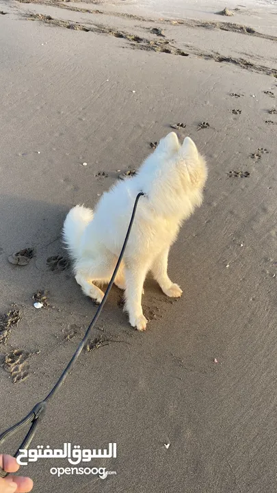 Male Samoyed imported from Ukraine with pedigree