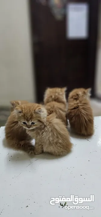 Persian Kittens  