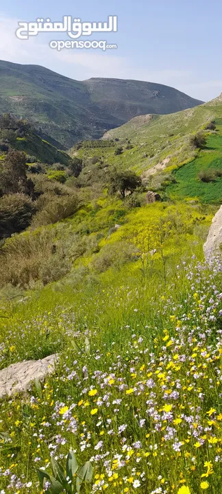 أمتلك 4ونم على ماء مجرى الماء وادي شعيب كوشان