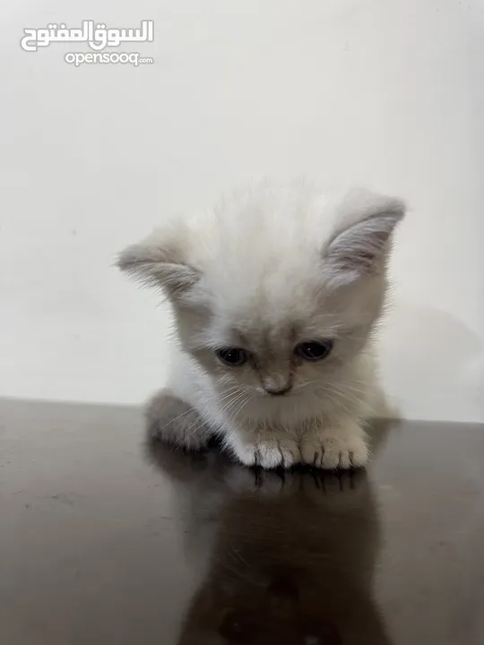 kittens for sale سكوتش فولد كيتنز للبيع