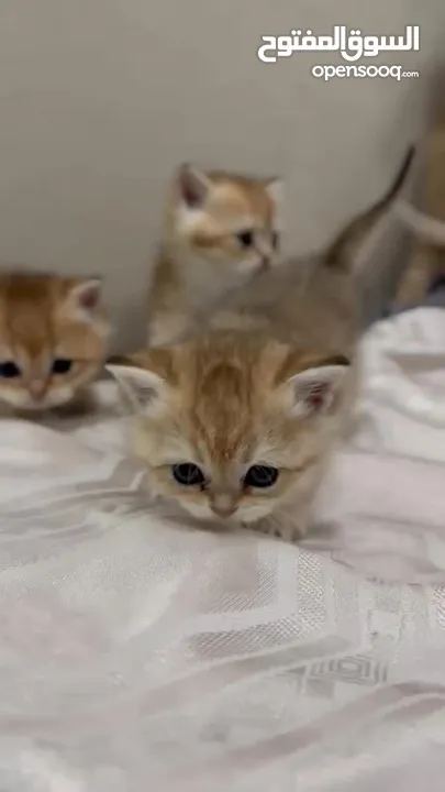 سكوتش ستريت Scottish kittens