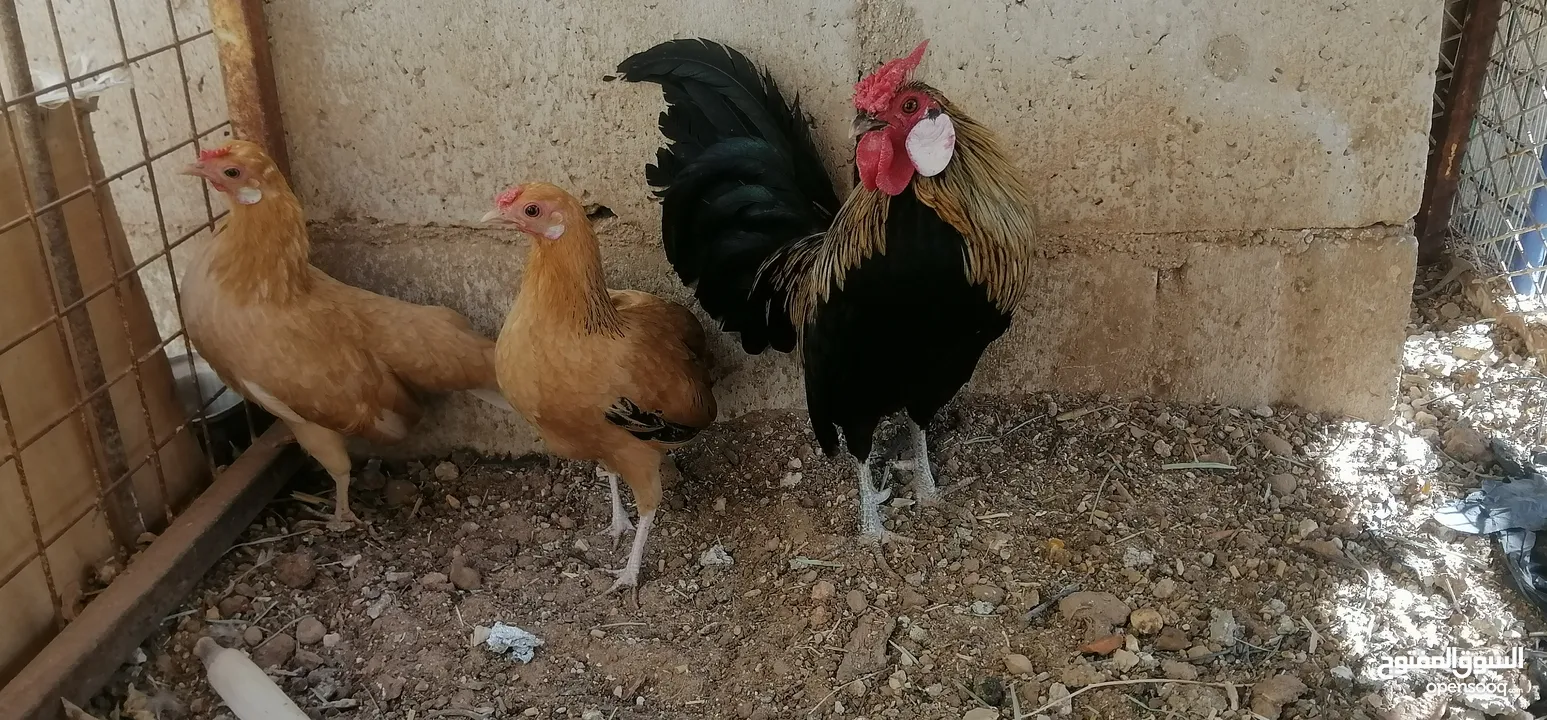 صيصان دجاج محلق