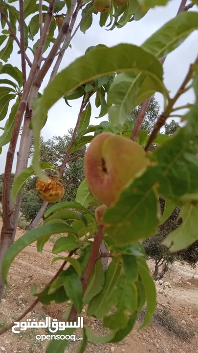 مزرعة للبيع من اراضي غرب عمان  منطقة البصة (ابو السوس ) للبيع بسعر مغري