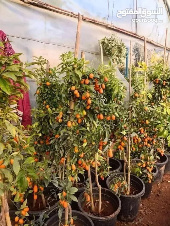 مشاتل الرويال لزراعه ومتابعه الاشجار