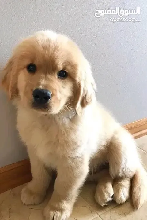 جولدن ريتريفر بريطاني آصلي  Golden retriever pure