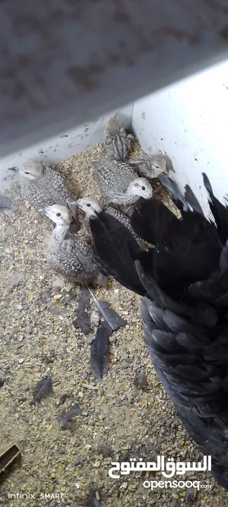 متوفر 3جواز حجل بلدي شغالات العمر حوالي سنتين تفقيس جاجه   جاجه قرقه تحتها 8فراخ حجل  12بيضه حجل