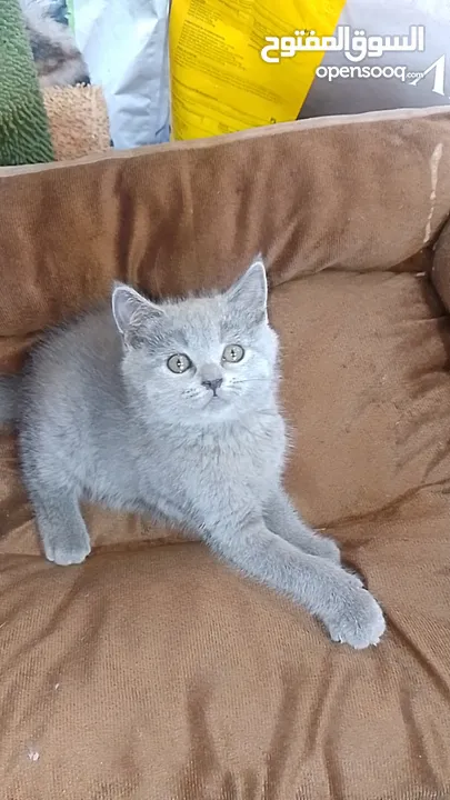 British Shorthair