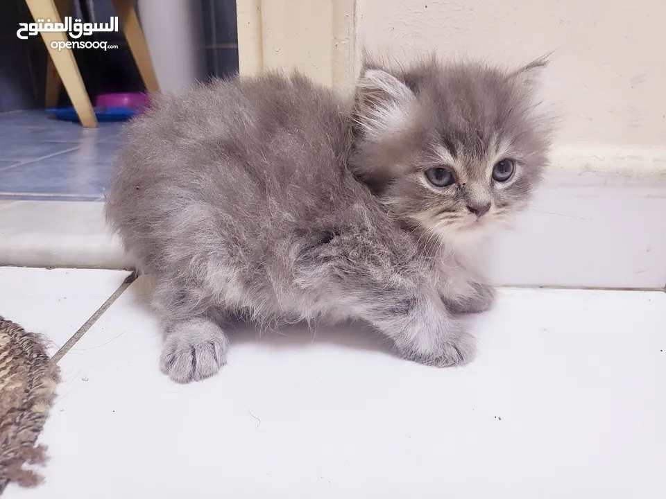 Persian cat for sale urgent