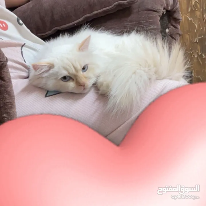 شيرازي للبيع عمرها سنة وشوي سعرها 600(قابل للتفاوض المعقول) اجتماعية وبترد عصحابها ومتعودة عالحمام