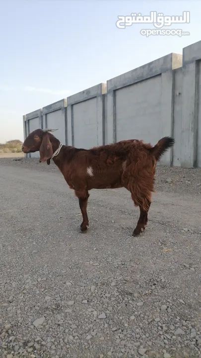 شاه سوريةبصحة ممتازة جدا الجاد يتواصل