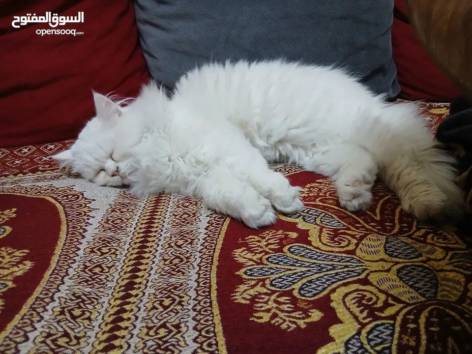 ذكر شيرازي عمرو6 شهور