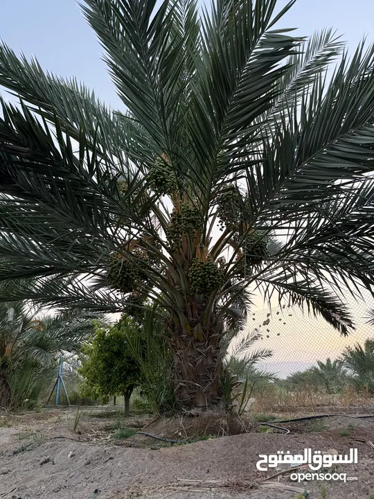 مزرعة نخيل مجهول مثمر ومنتج  + شاليه مودرن للبيع بأجمل مناطق الغور بالقرب من سد الكرامة 60 ك من عمان