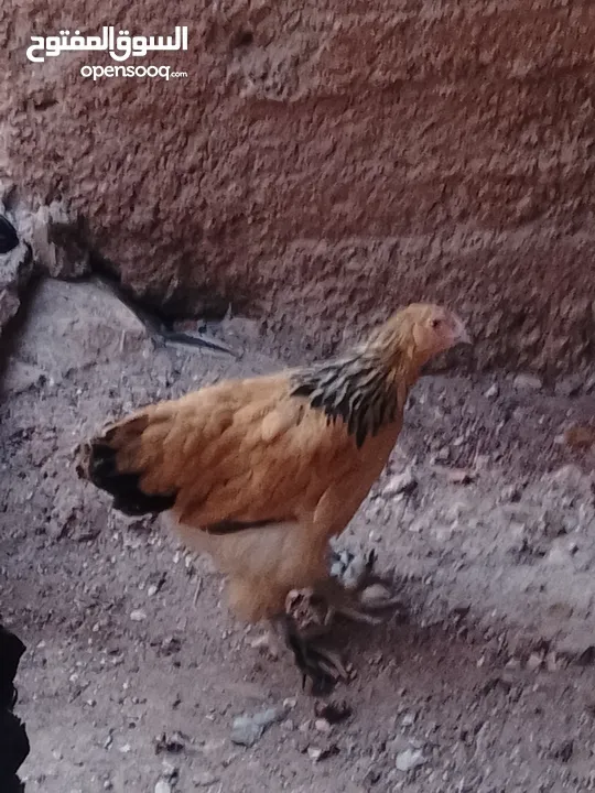 بيض براهما+صيصان براهما