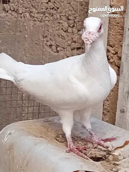كوم حمام حوالي من 35 إلى 40 طير  للبيع